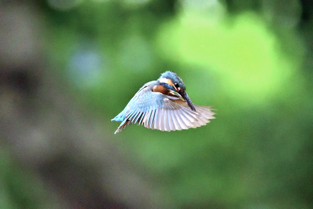 フォバリング２