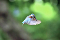 フォバリング２