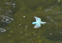 超低空から水浴び（１）