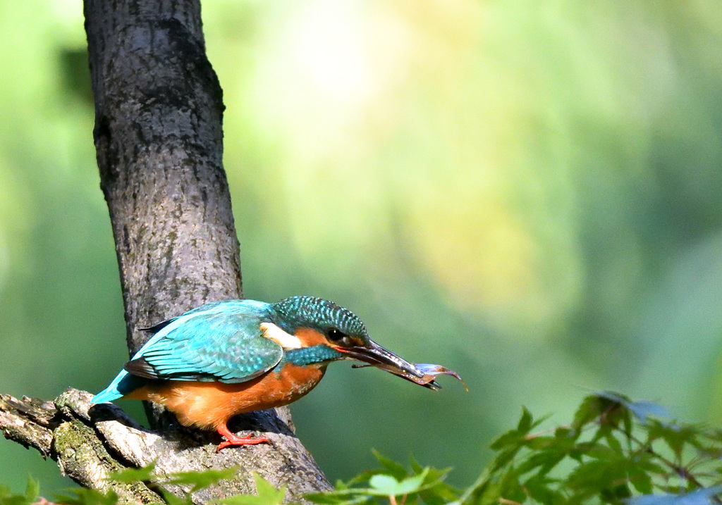 なんだ、葉っぱだ！