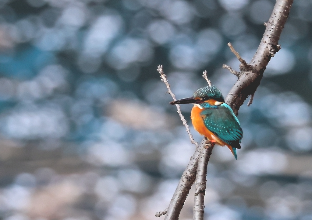 桜の枝カワセミ-2
