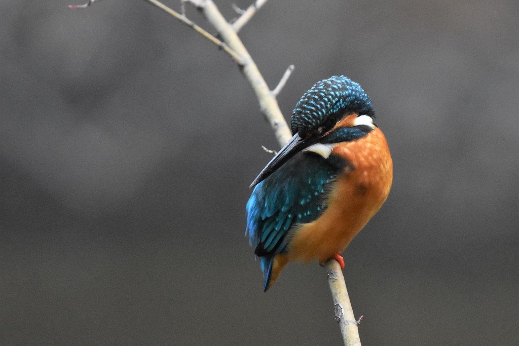 エサはどこだ！