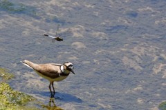 コチドリとトンボ