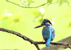 遠征カワセミ（２）