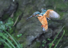 フォバリング(2)