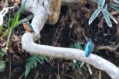 カワセミのカップル？