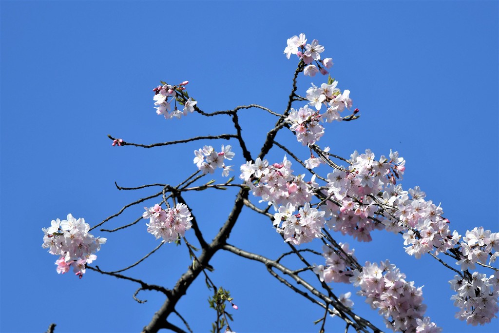 しだれ桜