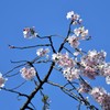 しだれ桜