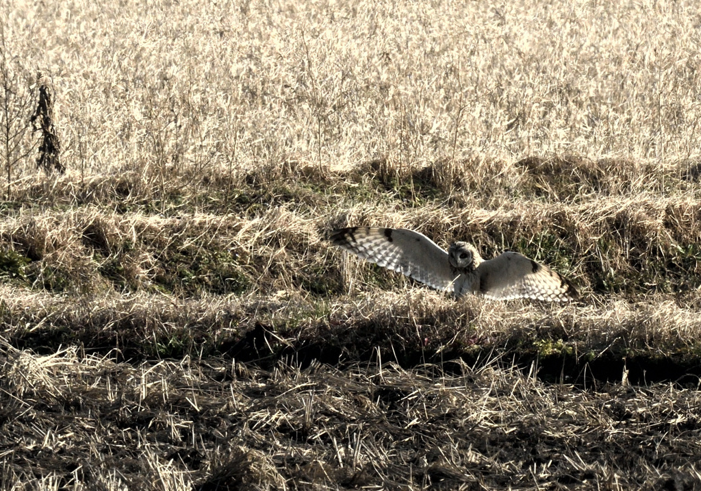 コミミズクの離陸