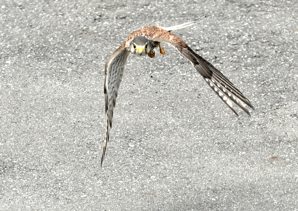 チョウゲンボウ
