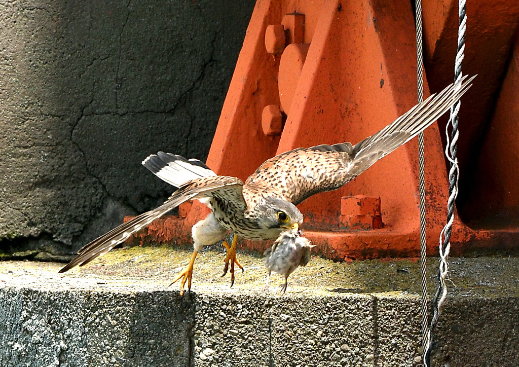 雛に餌運び