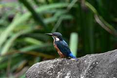 さやならカワセミ