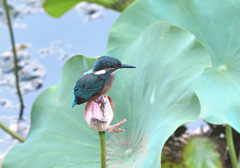 ハスカワセミ（２）