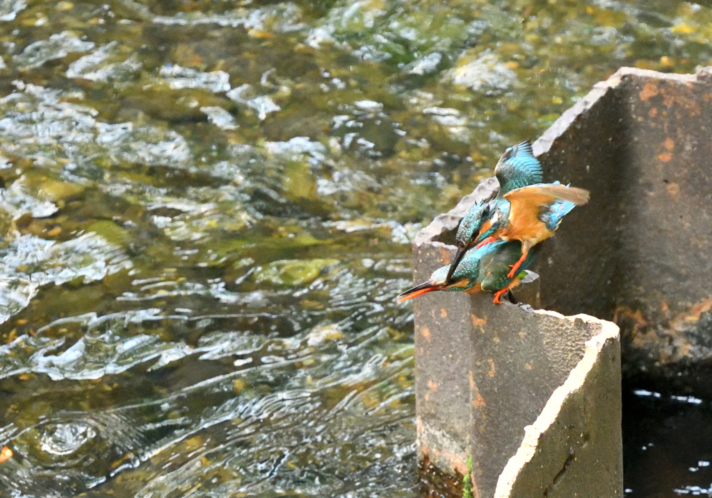 カワセミの交尾2