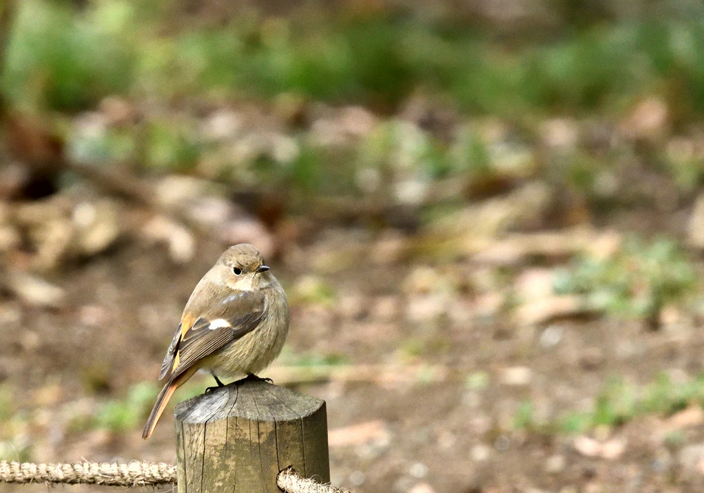やっと出てきたジョビコ