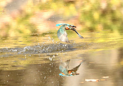 ダブルカワセミ