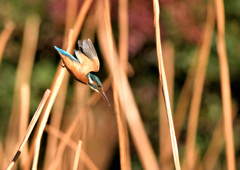 葦から飛び込み