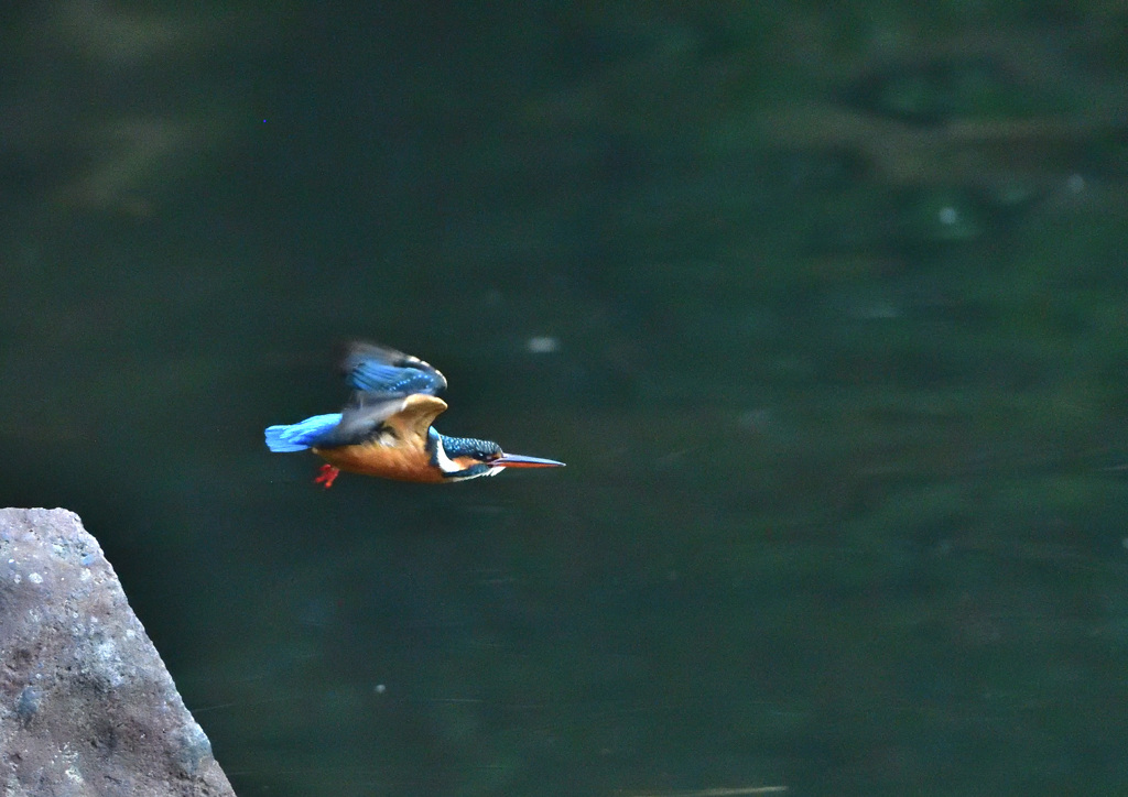 餌取失敗、今度はどこで？