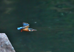 餌取失敗、今度はどこで？