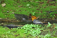 コマドリの水浴び3