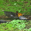 コマドリの水浴び3
