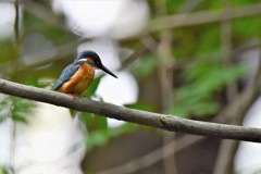 暗くて魚が見えないな！