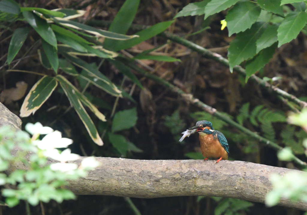 カーちゃん捕ってきたよ