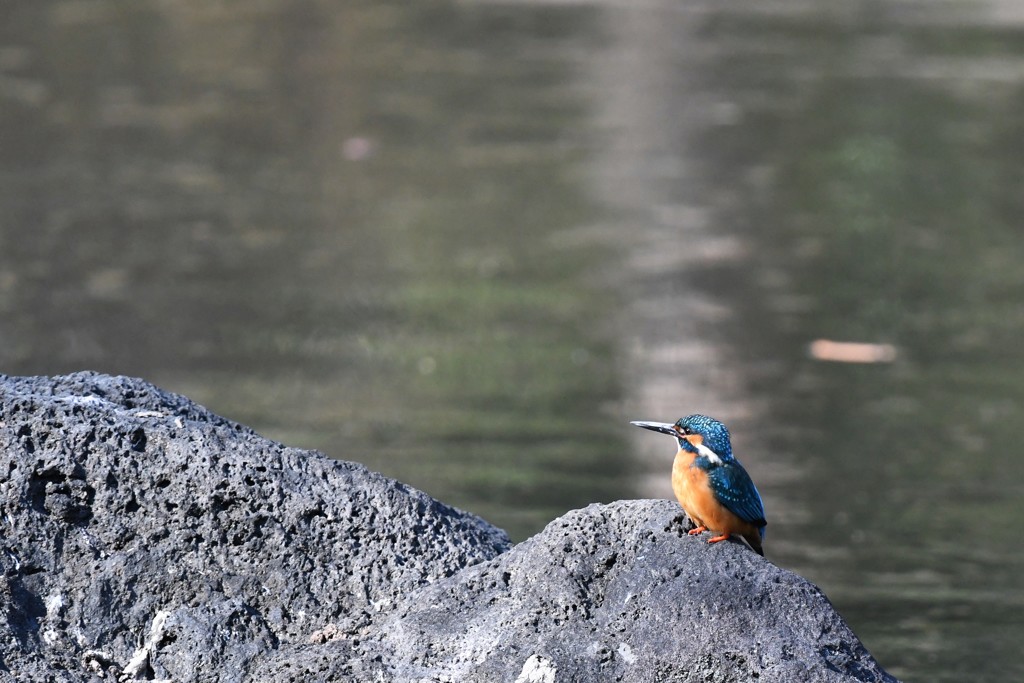 食った！腹いっぱいだ少し休憩