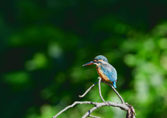 久しぶりのカワセミ