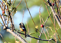 ジョビ君の秋の日