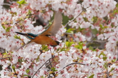 桜から飛び出し2