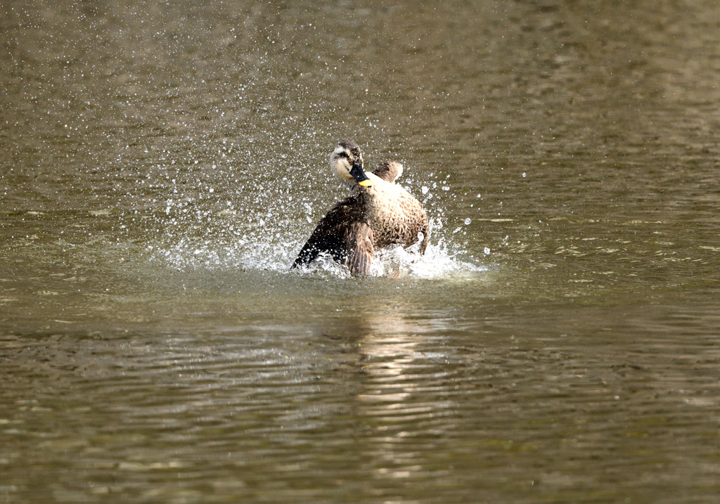 カルガモのショー