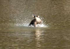 カルガモのショー