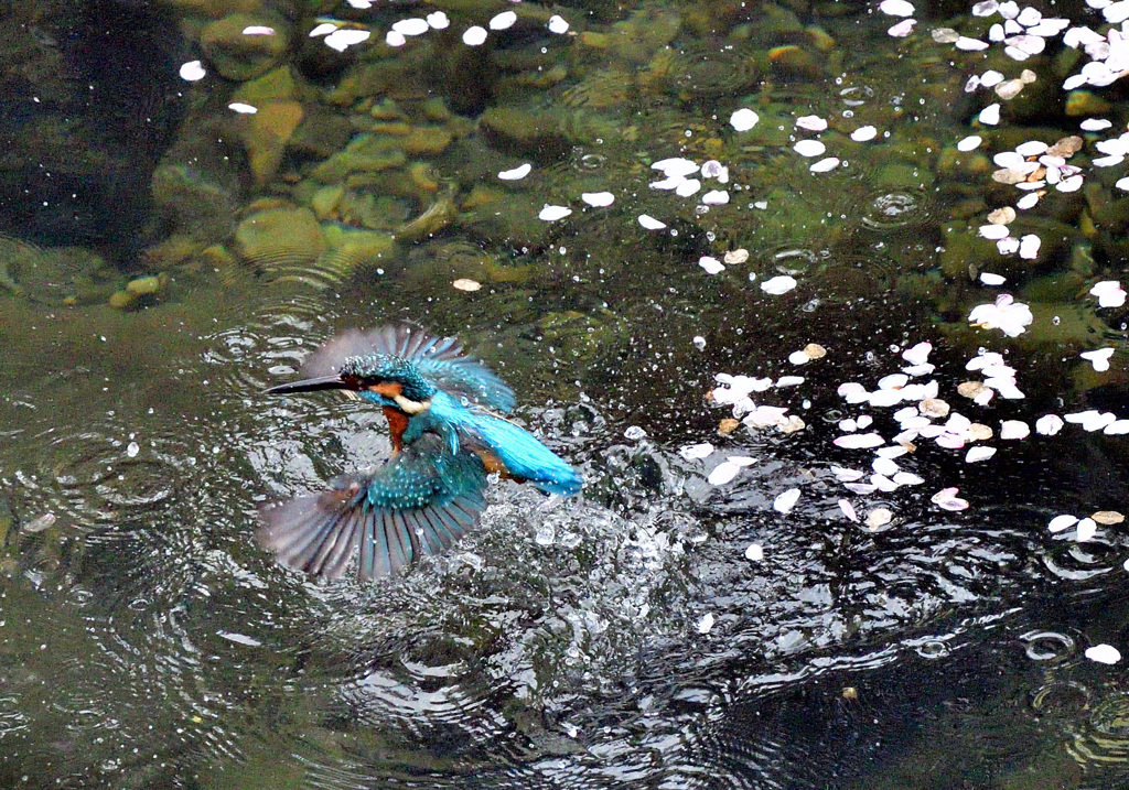 もうすぐ花筏カワセミ