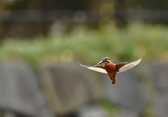 フォバリング１