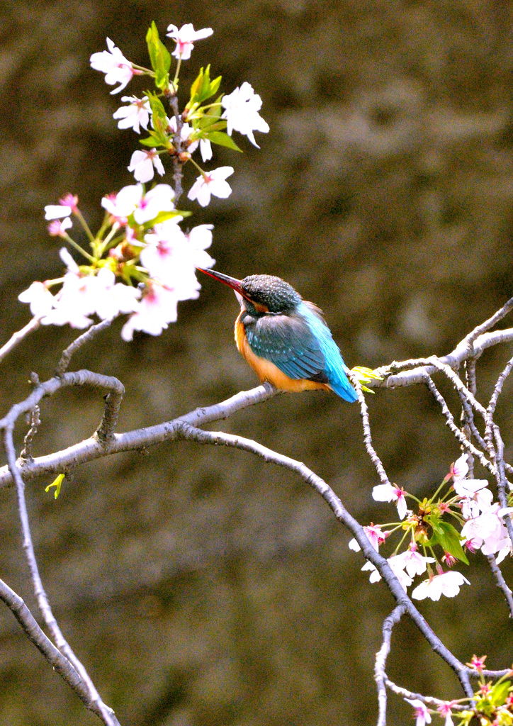 花見