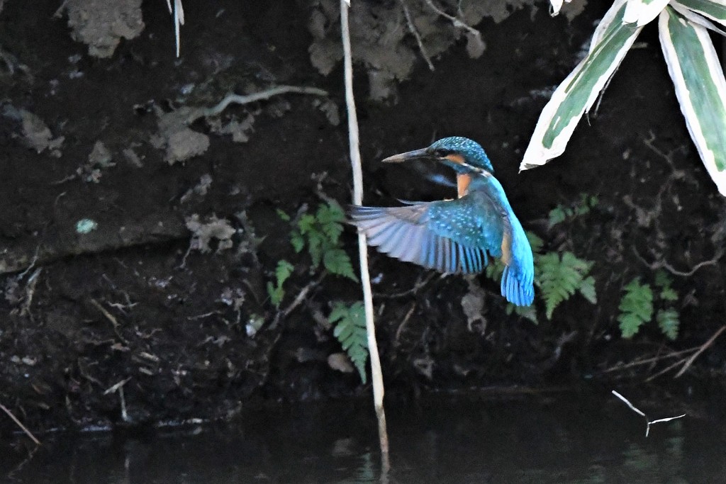 マイホームはこっちだよ