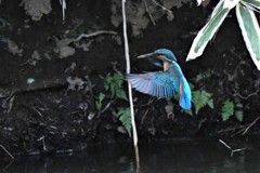 マイホームはこっちだよ