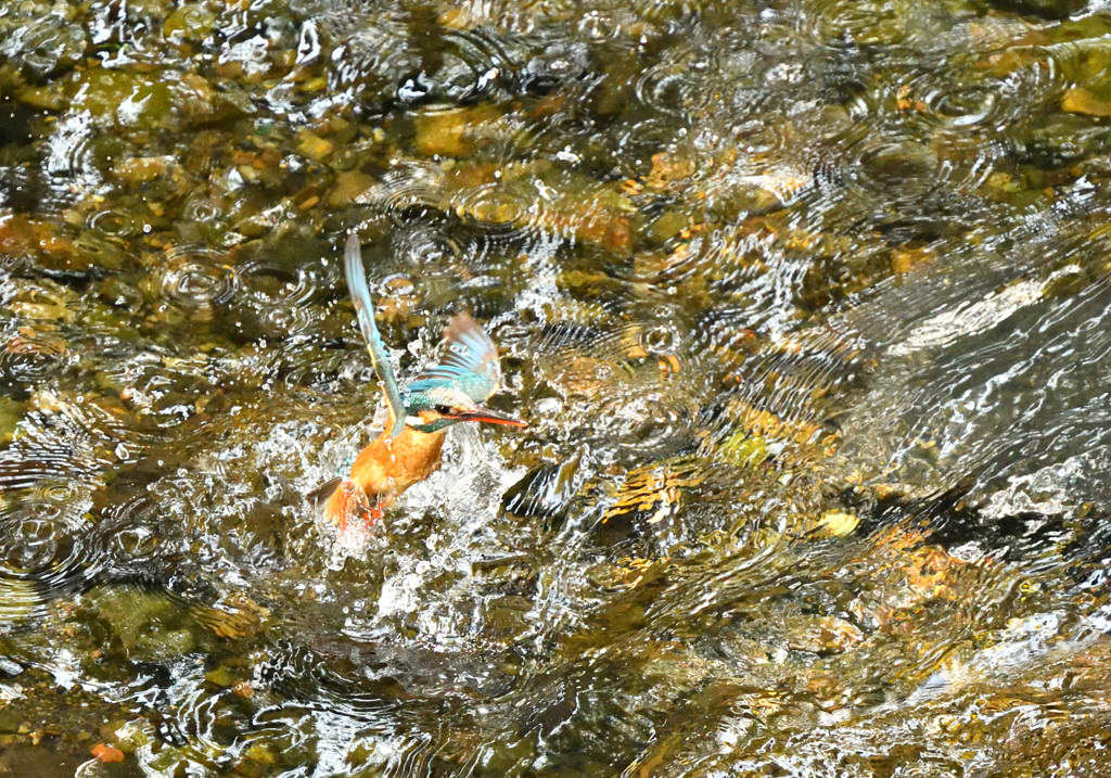 カワセミの水浴び