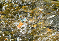 カワセミの水浴び