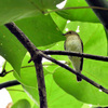 キビタキ♀