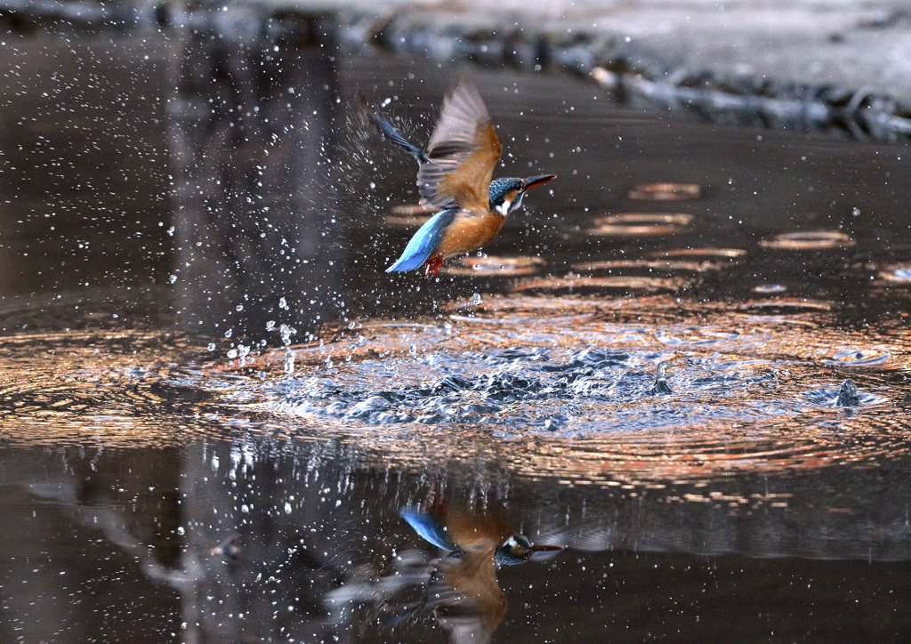 エサ取り失敗２