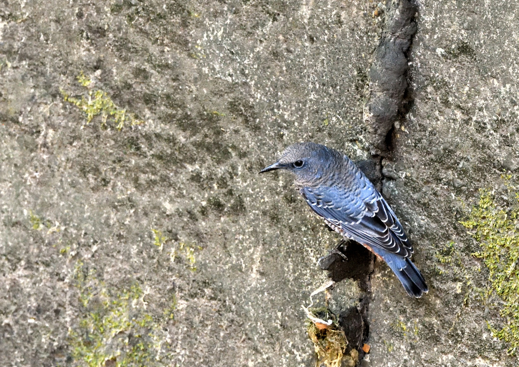 イソヒヨドリ２