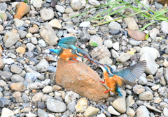 カワセミの給餌