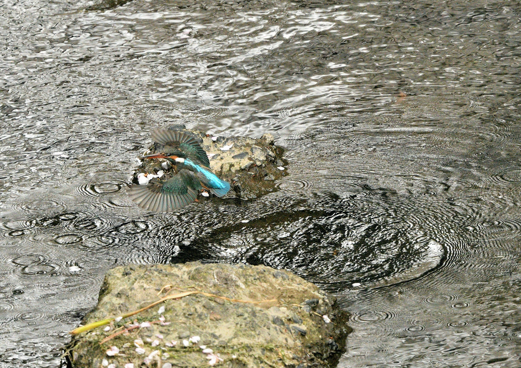 エビをキャッチ