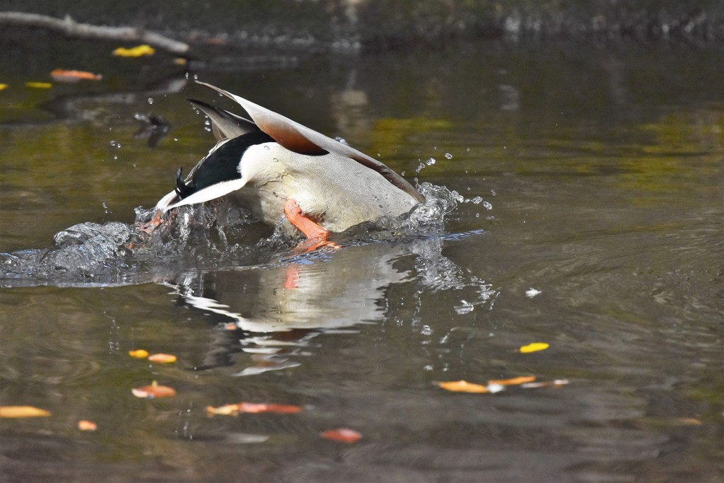 カモの昼食（１）