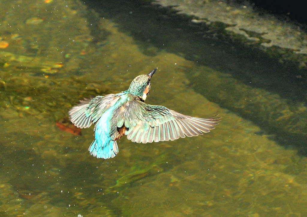 幼鳥の水浴び（4）