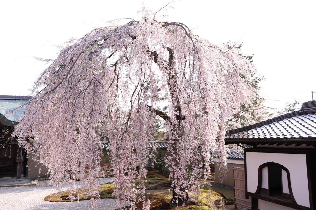 しだれ桜