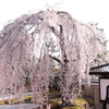 しだれ桜
