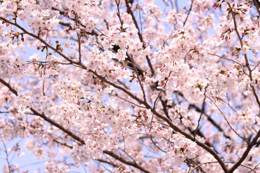 京都の桜